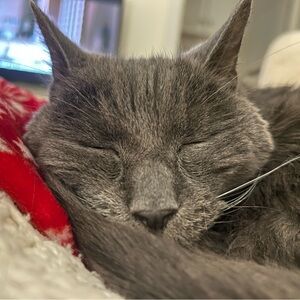 Meet your Posher, Julia